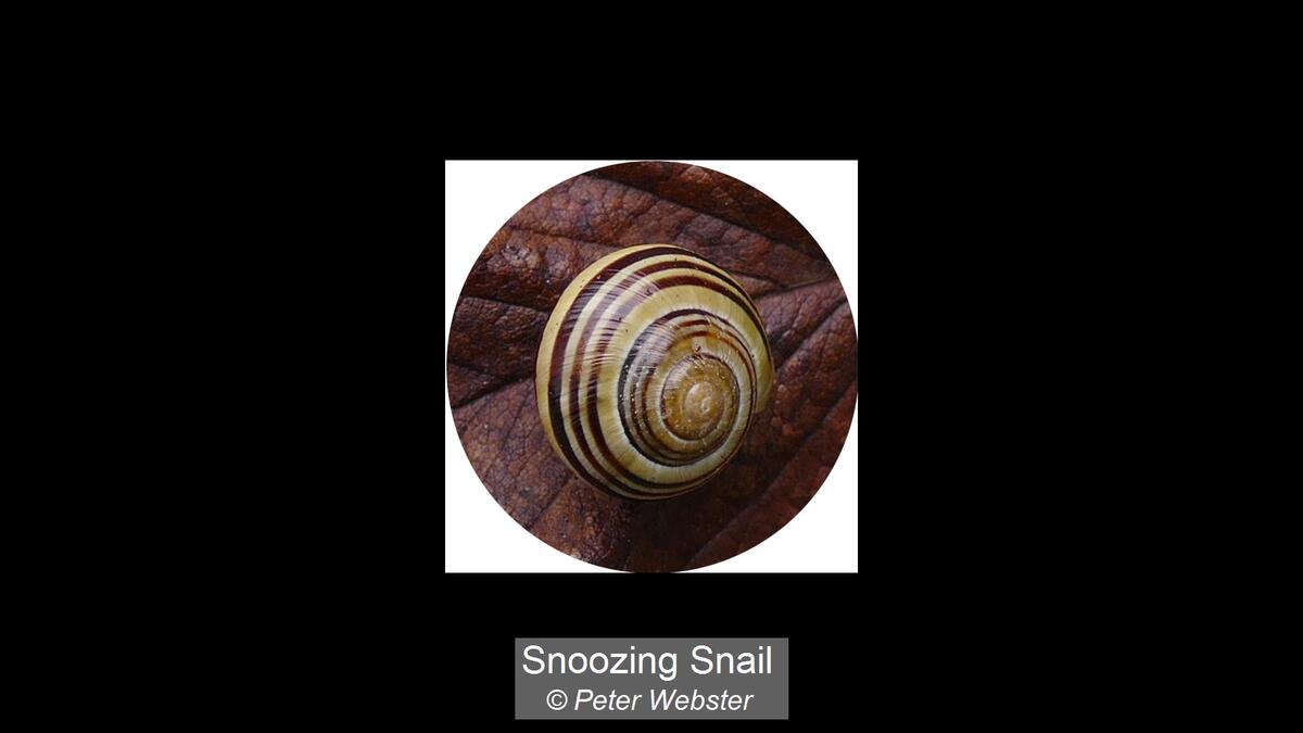 08_Snoozing Snail_Peter Webster